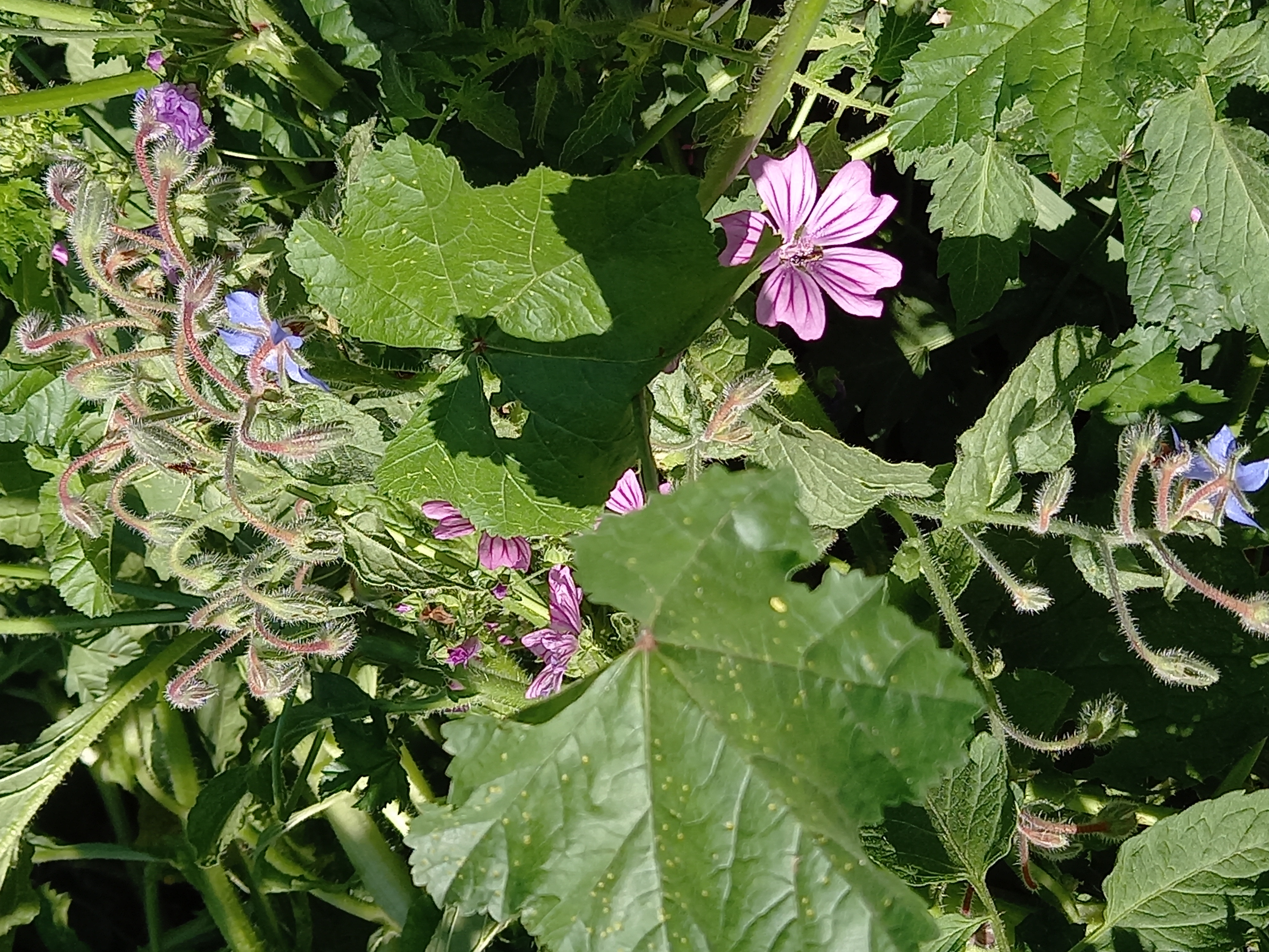 malva borragine